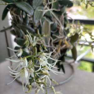 Balcony garden