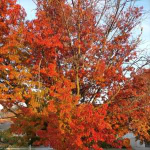 Autumn in Canberra