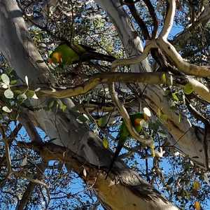 Parrots in a tree