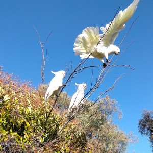 Cockatoos