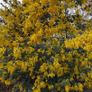 Wattle