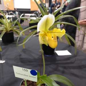 Paphiopedilum