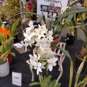 Epidendrum