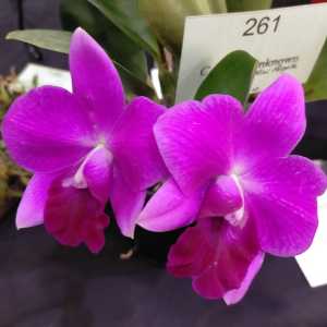 Cattleya?