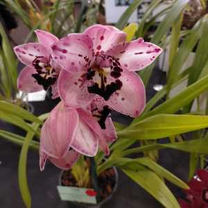 Cymbidium