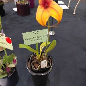 Masdevallia