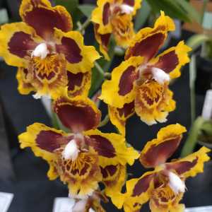 Oncidium