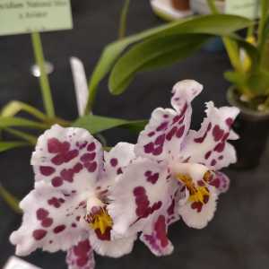 Oncidium