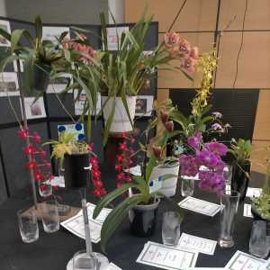 Orchid show 2022