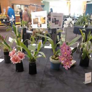 Orchid show 2022