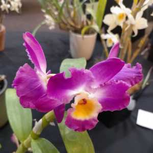 Dendrobium