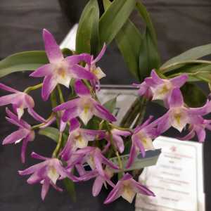 Dendrobium